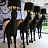 Moooi Horse Lamp Белый 190 см  Глянцевый фото 6